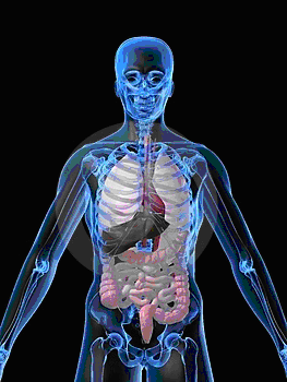 Sistema nervoso anatomia e fisiologia humana